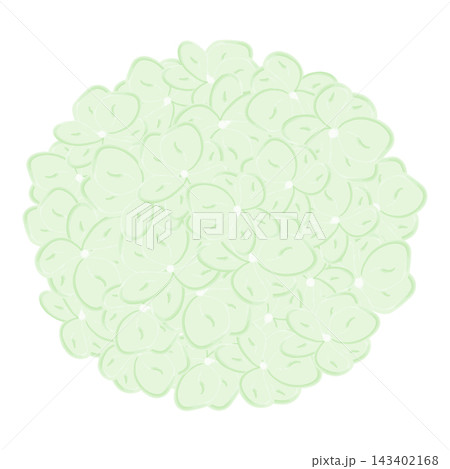 Floral design element of a pale green hydrangea flower head on white in hand drawn watercolor style. Isolated vector illustration for bridal invitations, greeting cards, packaging and paper stationery 143402168