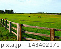 緑の牧草地で草をはむ馬 143402171