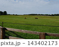牧草地の馬 143402173