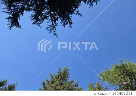 Clear Blue Sky Framed by Evergreen Trees for Nature and Relaxation Themes 143402211