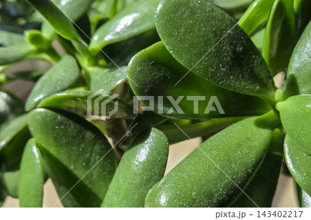 Lush Jade Plant Close-Up for Home Decor and Botanical Interest 143402217