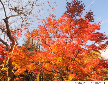 青空に枝を広げるオレンジ色のもみじ 秋晴れの紅葉 143402431