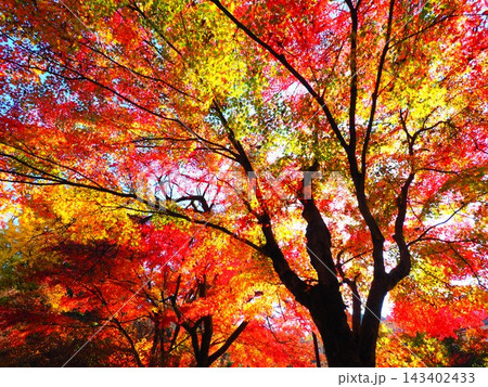赤 黄 緑が重なる色とりどりの紅葉 見上げる樹冠と幹のシルエット 赤 黄 緑が重なる色とりどりの紅葉 見上げる樹冠と幹のシルエット 143402433