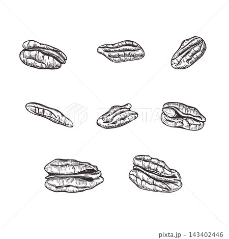 Set of pecan nuts in shells and kernels vector isolated illustration in graphic style. Healthy snack clip art etching drawing for pecan pie bakery labels, nut oil packaging, and autumn harvest menus. Set of pecan nuts in shells and kernels vector isolated illustration in graphic style. Healthy snack clip art etching drawing for pecan pie bakery labels, nut oil packaging, and autumn harvest menus. 143402446