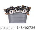 Biewer puppies on white background 143402726