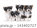 Biewer puppies on white background 143402727