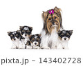 Biewer puppies on white background 143402728