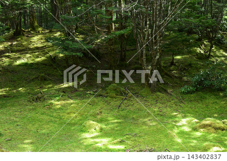 硫黄岳、横岳登山、八ヶ岳、長野県、山梨県 143402837