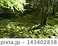 硫黄岳、横岳登山、八ヶ岳、長野県、山梨県 143402838