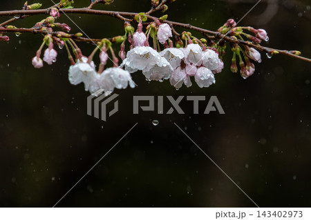 桜のしずく#5●0626元 143402973