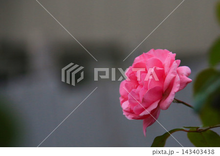 ピンク色の薔薇の花 ピンク色の薔薇の花 143403438