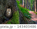 Young Owl Emerging From a Mossy Forest Tree 143403486