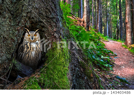 Young Owl Emerging From a Mossy Forest Tree 143403486