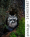 The raccoon cautiously climbs out of the hollow 143403487