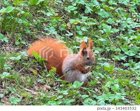 Cute squirrel in natural habitat outdoors. Cute squirrel in natural habitat outdoors. 143403532