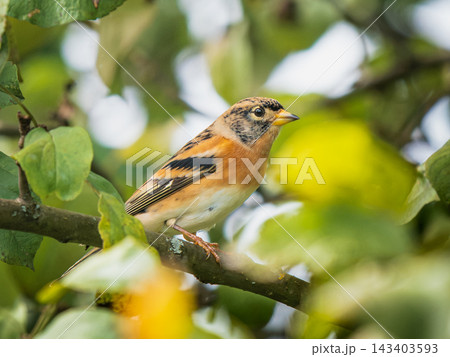 Wild male brambling finch sitting on apple tree branch with green leaves. Detailed close up portrait of Fringilla montifringilla in natural environment in garden. Wildlife and ornithology background 143403593