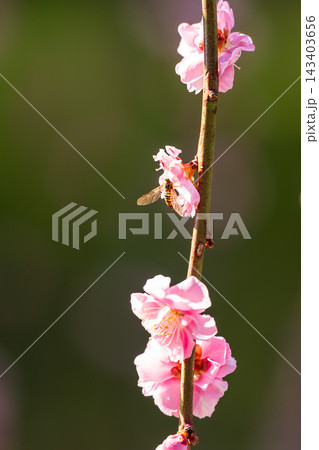 春爛漫。美しく咲き誇る梅の花とホソヒラタアブのマクロ撮影 春爛漫。美しく咲き誇る梅の花とホソヒラタアブのマクロ撮影 143403656