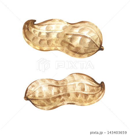 A pair of peanuts in a shell on an isolated background. Watercolor botanical illustration. 143403659