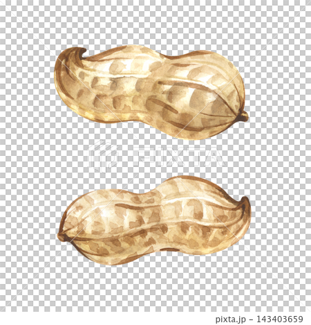 A pair of peanuts in a shell on an isolated background. Watercolor botanical illustration. 143403659