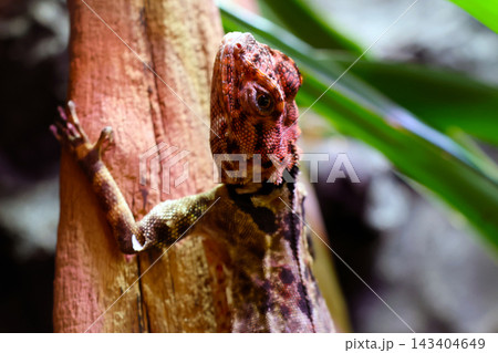 Detailed Portrait of a Lizard on Tree Bark in Natural Habitat 143404649
