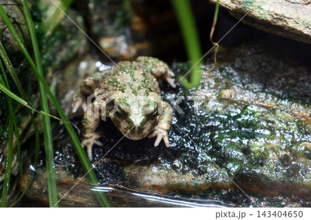 Close-Up of a Camouflaged Frog in a Natural Habitat for Wildlife Study and Conservation Themes Close-Up of a Camouflaged Frog in a Natural Habitat for Wildlife Study and Conservation Themes 143404650