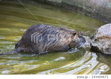 Nutria in Natural Habitat by Water's Edge 143404671