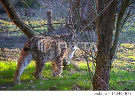 Elusive Lynx in Natural Habitat among Woodland Trees at Sunset Elusive Lynx in Natural Habitat among Woodland Trees at Sunset 143404672
