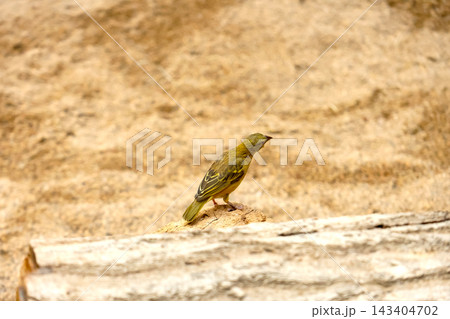 Solitary Songbird in Natural Habitat on Weathered Log Solitary Songbird in Natural Habitat on Weathered Log 143404702