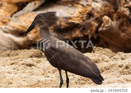 Solitary Hamerkop Bird Standing on Sandy Ground in Natural Habitat Solitary Hamerkop Bird Standing on Sandy Ground in Natural Habitat 143404703