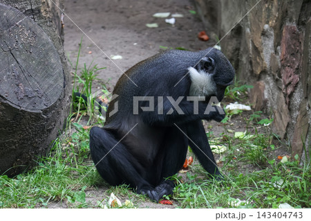 Thoughtful Monkey in Natural Habitat - Wildlife Observation Thoughtful Monkey in Natural Habitat - Wildlife Observation 143404743