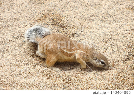 Curious Squirrel Exploring Sandy Terrain 143404896