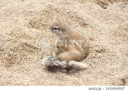 Adorable Ground Squirrel Resting on Sandy Terrain in Natural Habitat Adorable Ground Squirrel Resting on Sandy Terrain in Natural Habitat 143404897