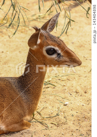 Adorable Baby Dik-Dik Resting in Sandy Habitat - Wildlife Photography for Nature Calendar Adorable Baby Dik-Dik Resting in Sandy Habitat - Wildlife Photography for Nature Calendar 143404898