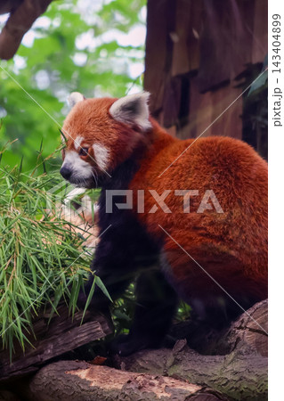 Red Panda in Natural Habitat Among Greenery - Wildlife Photography for Nature Conservation Posters Red Panda in Natural Habitat Among Greenery - Wildlife Photography for Nature Conservation Posters 143404899