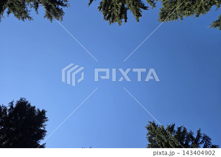 Majestic Evergreen Trees Framing Clear Blue Sky - Nature Serenity for Posters and Backgrounds Majestic Evergreen Trees Framing Clear Blue Sky - Nature Serenity for Posters and Backgrounds 143404902