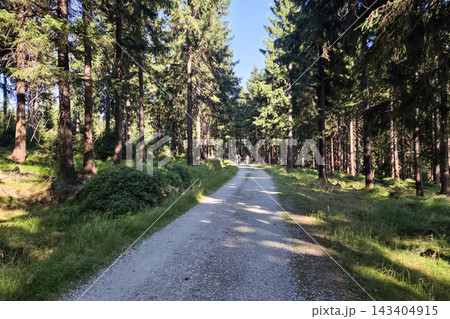Serene Forest Pathway for Nature Walks and Outdoor Exploration Serene Forest Pathway for Nature Walks and Outdoor Exploration 143404915
