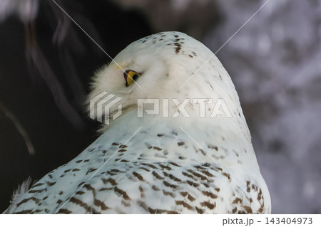Snowy Owl in Profile: Majestic Wildlife in Natural Habitat 143404973