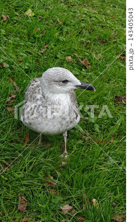 Juvenile gull standing on green grass with mottled gray and white feathers and dark bill in a close view of a coastal bird 143405043