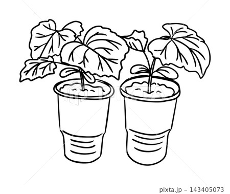 Two cucumber sprouts with broad leaves growing in small pots, black line botanical drawing with clear white background, cucumber sprout doodle illustration Two cucumber sprouts with broad leaves growing in small pots, black line botanical drawing with clear white background, cucumber sprout doodle illustration 143405073