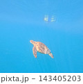 A sea turtle with snorkeler in the distance, Borneo, Malaysia. 143405203