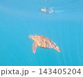 A sea turtle with snorkeler in the distance, Borneo, Malaysia. 143405204