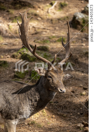 Large Antlered Fallow Deer Buck Portrait. Large Antlered Fallow Deer Buck Portrait. 143405873