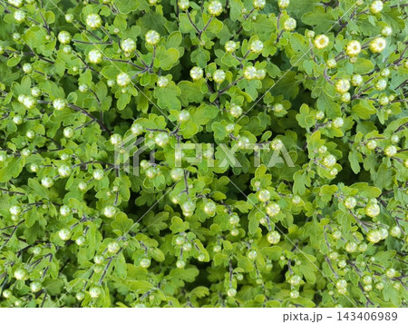 Dense green foliage with small buds Dense green foliage with small buds 143406989