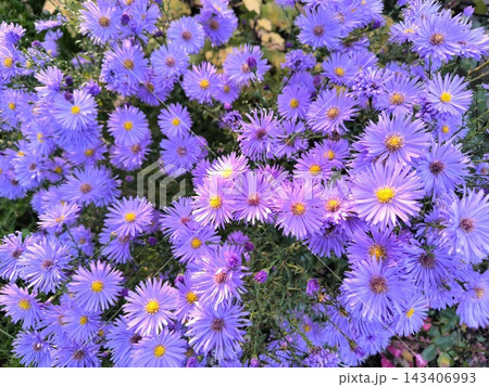 Lush purple asters with yellow centers in the garden Lush purple asters with yellow centers in the garden 143406993