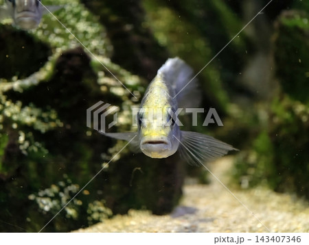 Fierce fish gaze with flared fins. Brightly lit aquarium captures vivid territorial display of fish Fierce fish gaze with flared fins. Brightly lit aquarium captures vivid territorial display of fish 143407346