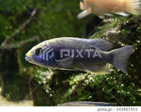 Tranquil freshwater habitat illustrating social behavior among cichlids and vibrant aquatic scenery 143407351