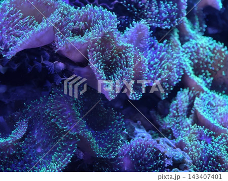 Closeup of vibrant anemone. Detailed study of neon anemone with dense polyps and luminous tips 143407401