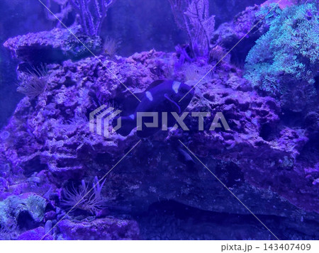 Enclosed reef cavity illuminated by aquarium light revealing diverse microhabitat features and organisms 143407409
