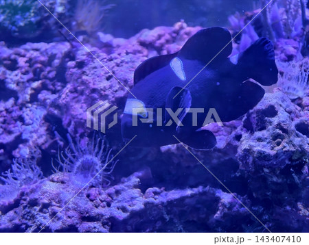 Clownfish near anemone. High contrast image capturing nocturnal marine life and symbiotic associations Clownfish near anemone. High contrast image capturing nocturnal marine life and symbiotic associations 143407410