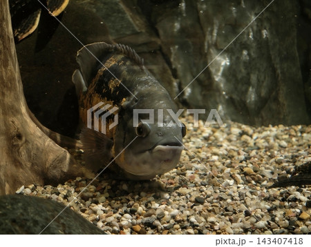 Serene freshwater fish amid rocky surroundings. Closeup of resting oscar cichlid in subdued lighting Serene freshwater fish amid rocky surroundings. Closeup of resting oscar cichlid in subdued lighting 143407418
